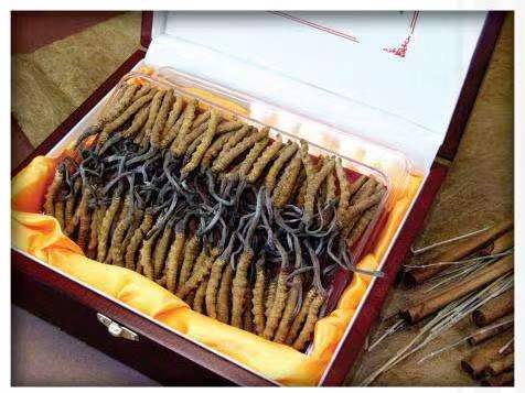 覃塘冬虫夏草回收